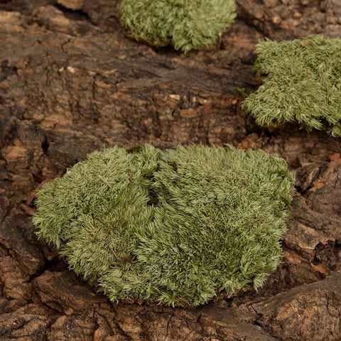 Micro Landscape Ornament