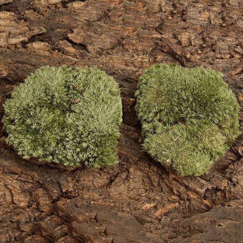Micro Landscape Ornament