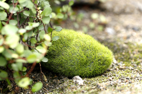 Artificial Mini Green Moss